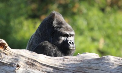 Zoo de Beauval – guide ultime pour planifier votre visite